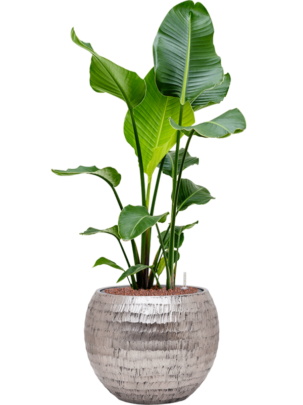 Strelitzia Nicolai in Hydrokultur