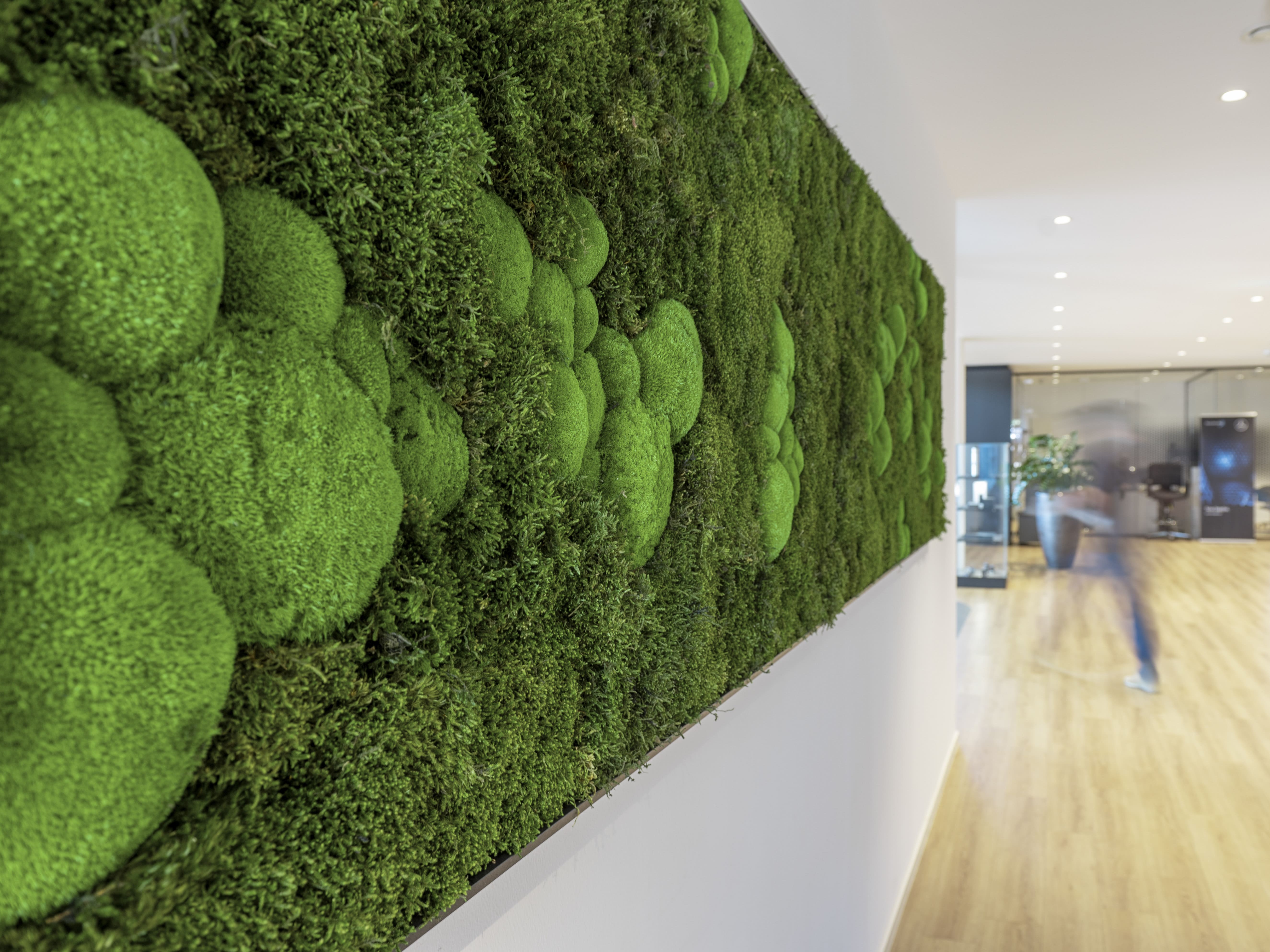 Moosbilder & Mooswände - WELO Green