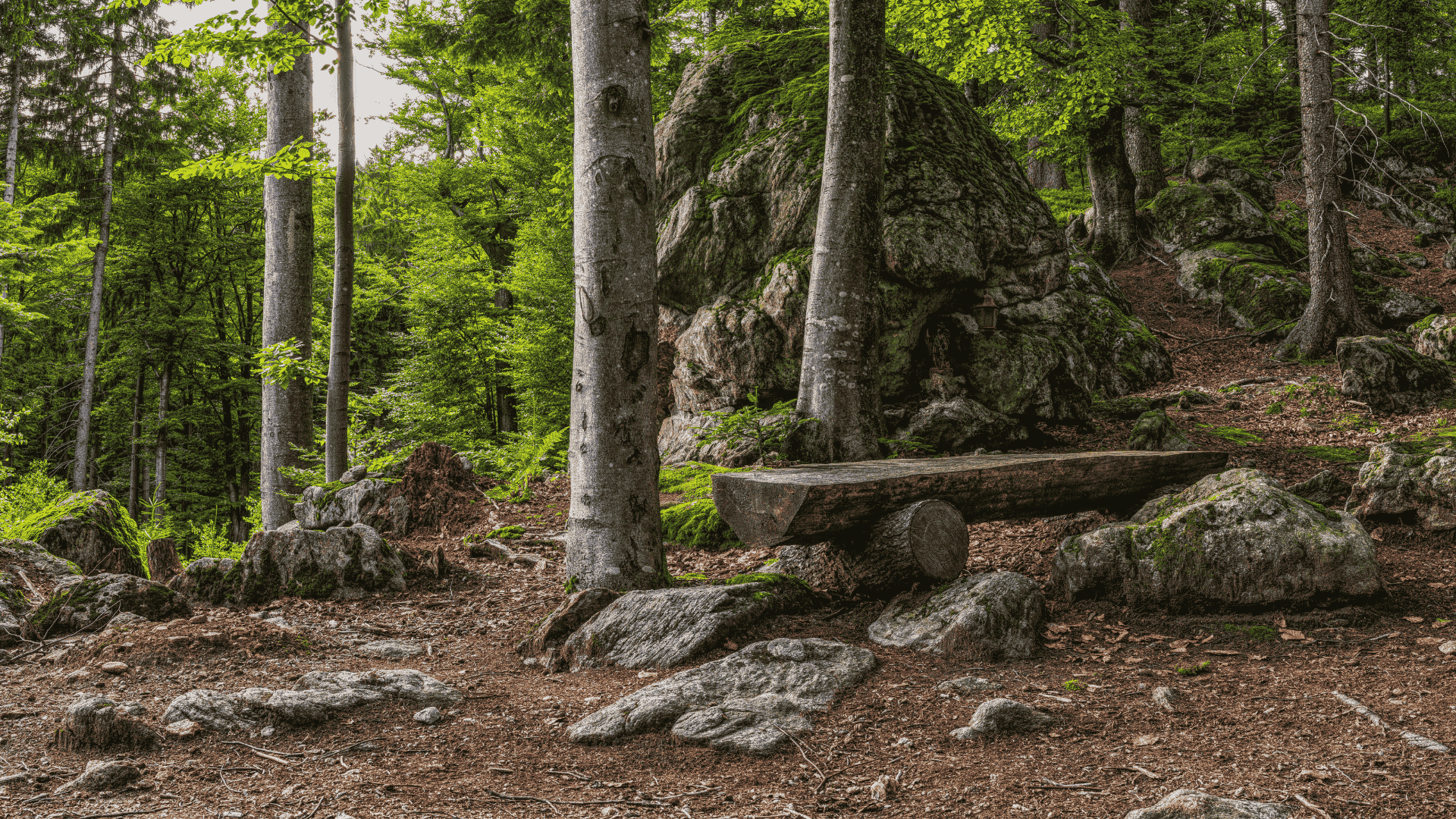 Raumbegrünung in Dinslaken – Mooswände, Hydrokultur und Büropflanzen