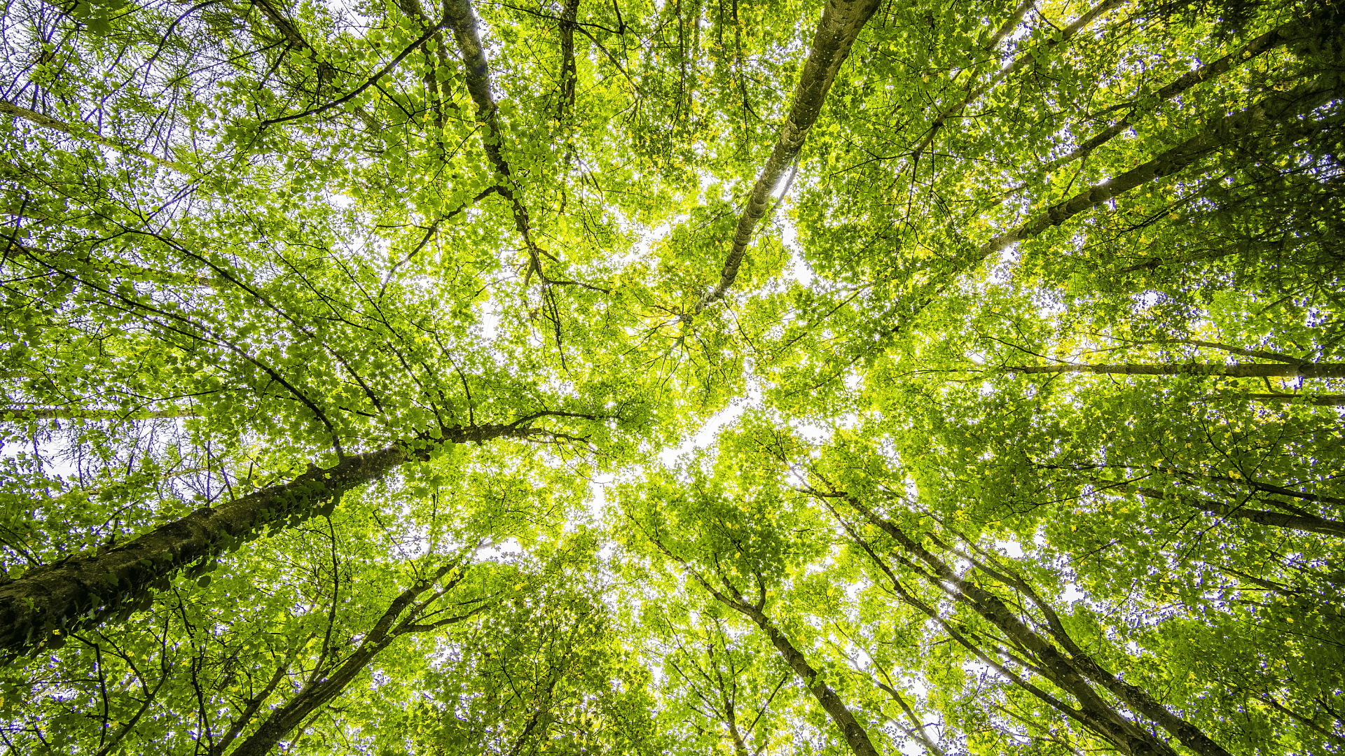 Raumbegrünung in Gladbeck – Mooswände, Hydrokultur und Büropflanzen