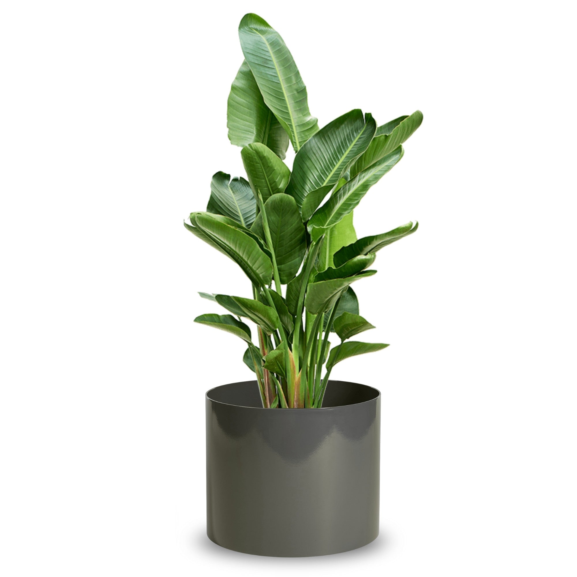 VIRTUNE Pflanzgefäß Set – 12,7 Cm Topf & 6,3 Cm Sukkulententopf, Mit Drainage, Grün