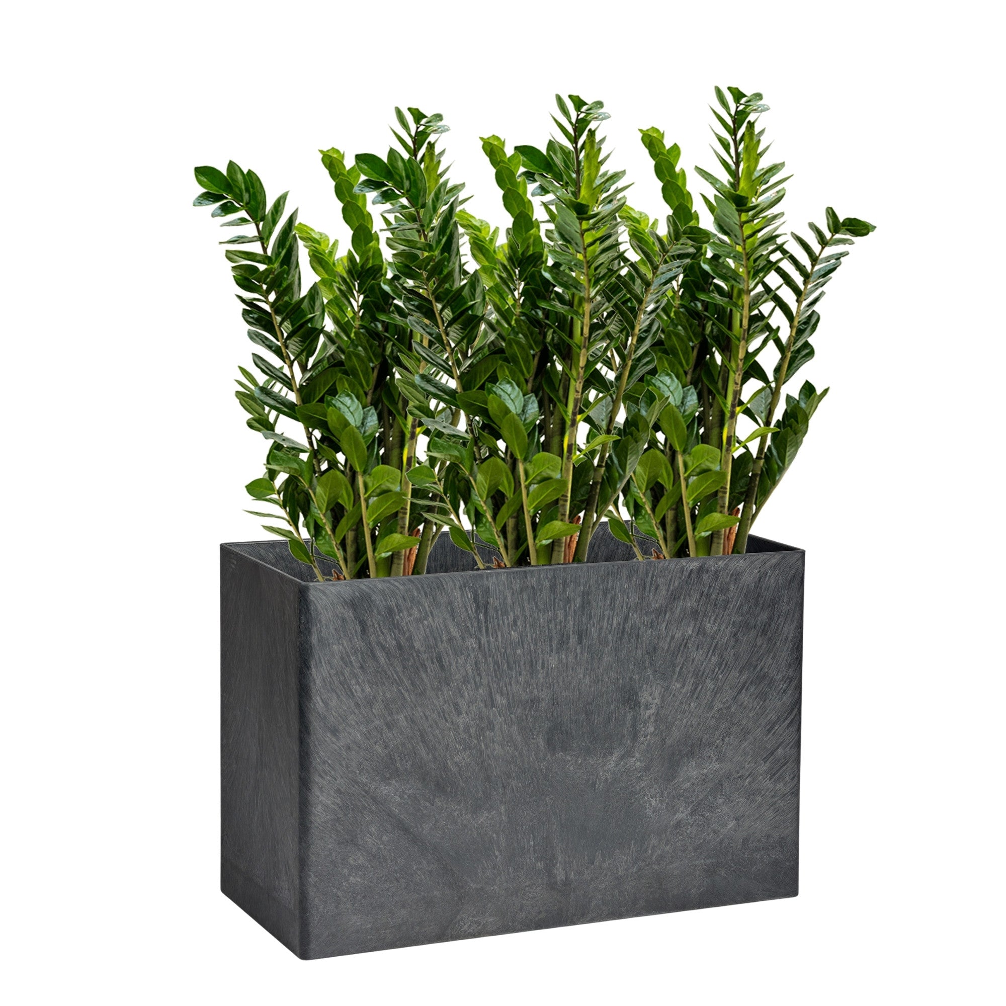 Custom Divider