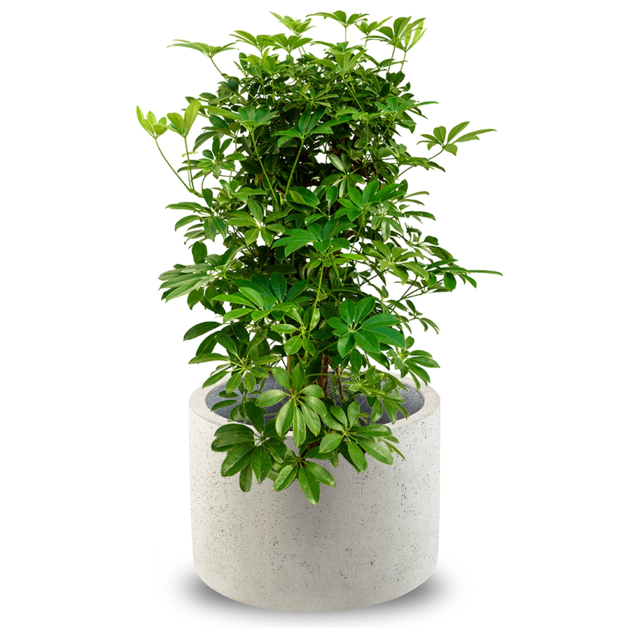 Concrete Cylinder