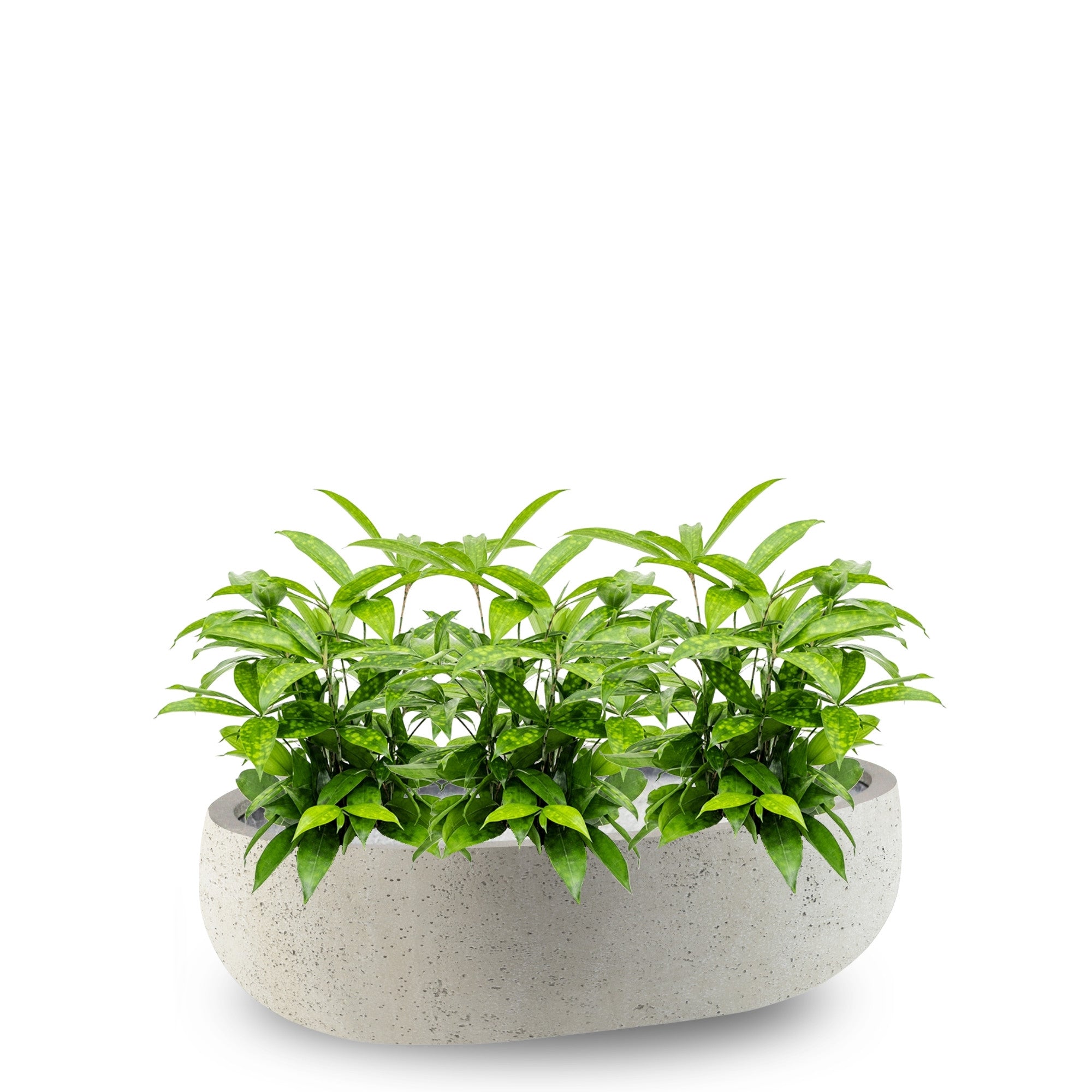 Concrete Longtail