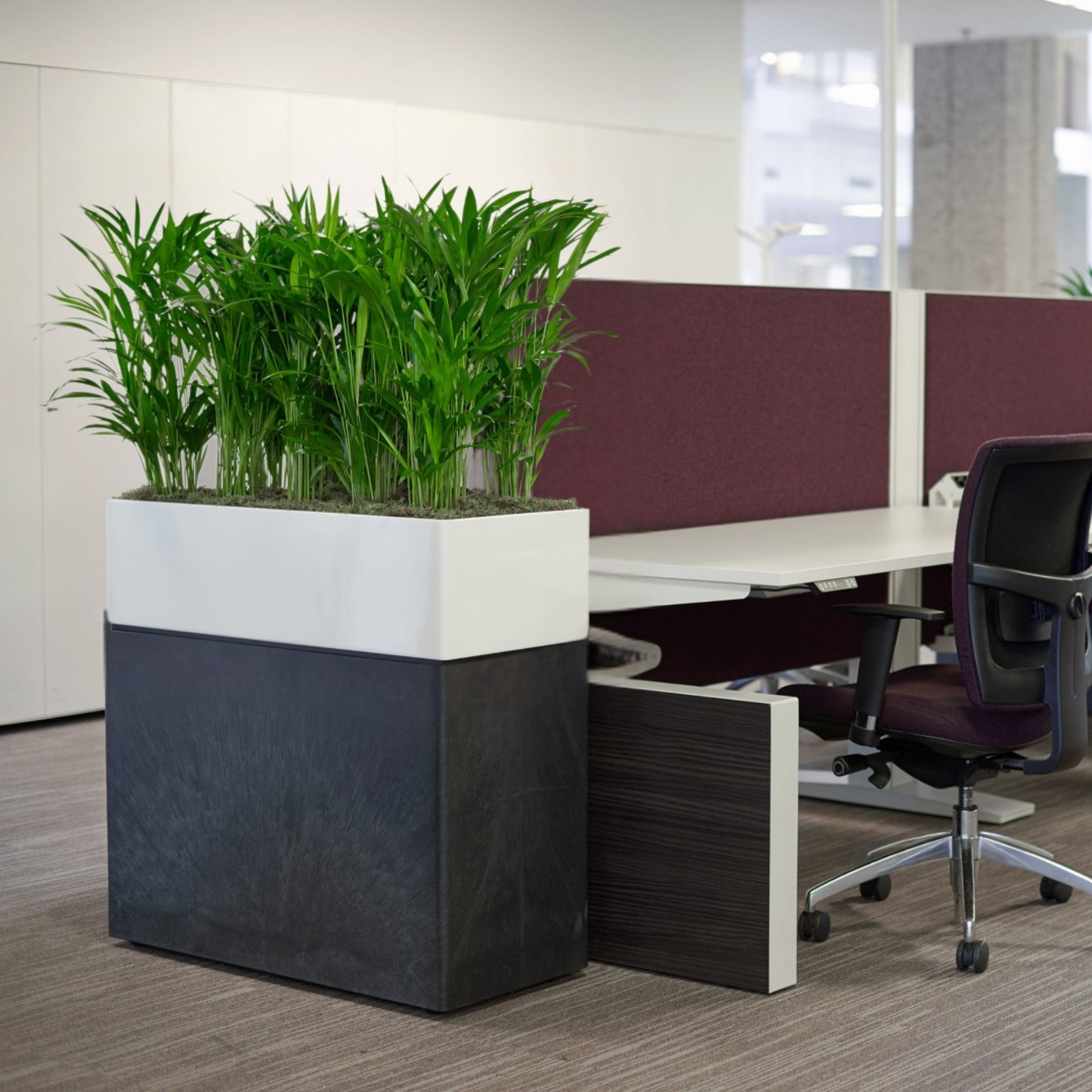 Custom Divider in weiß mit Palmen Bepflanzung