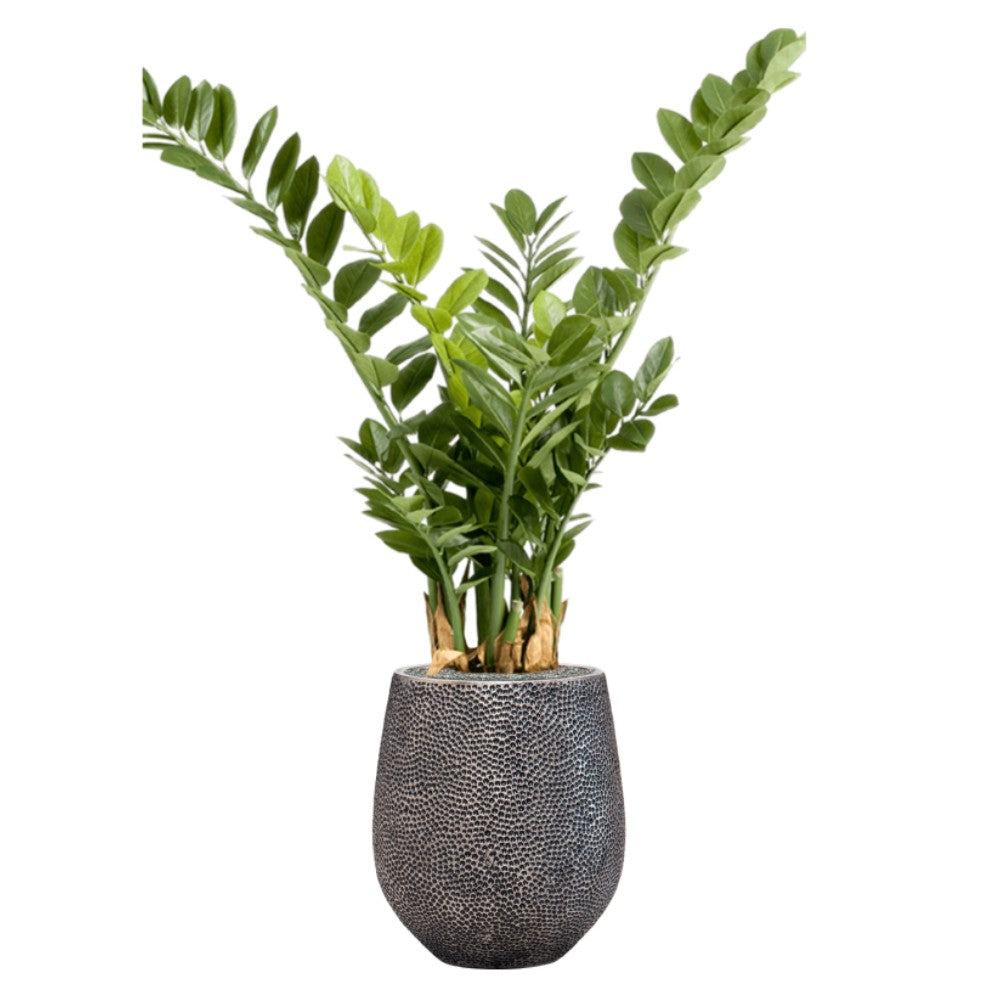WELO Zamioculcas