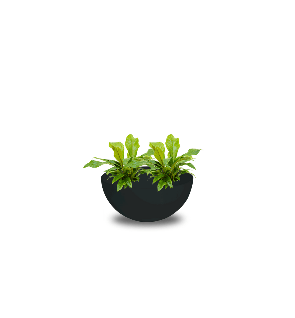 Pflanzgefäß - Custom Cascara inkl. Pflanze
