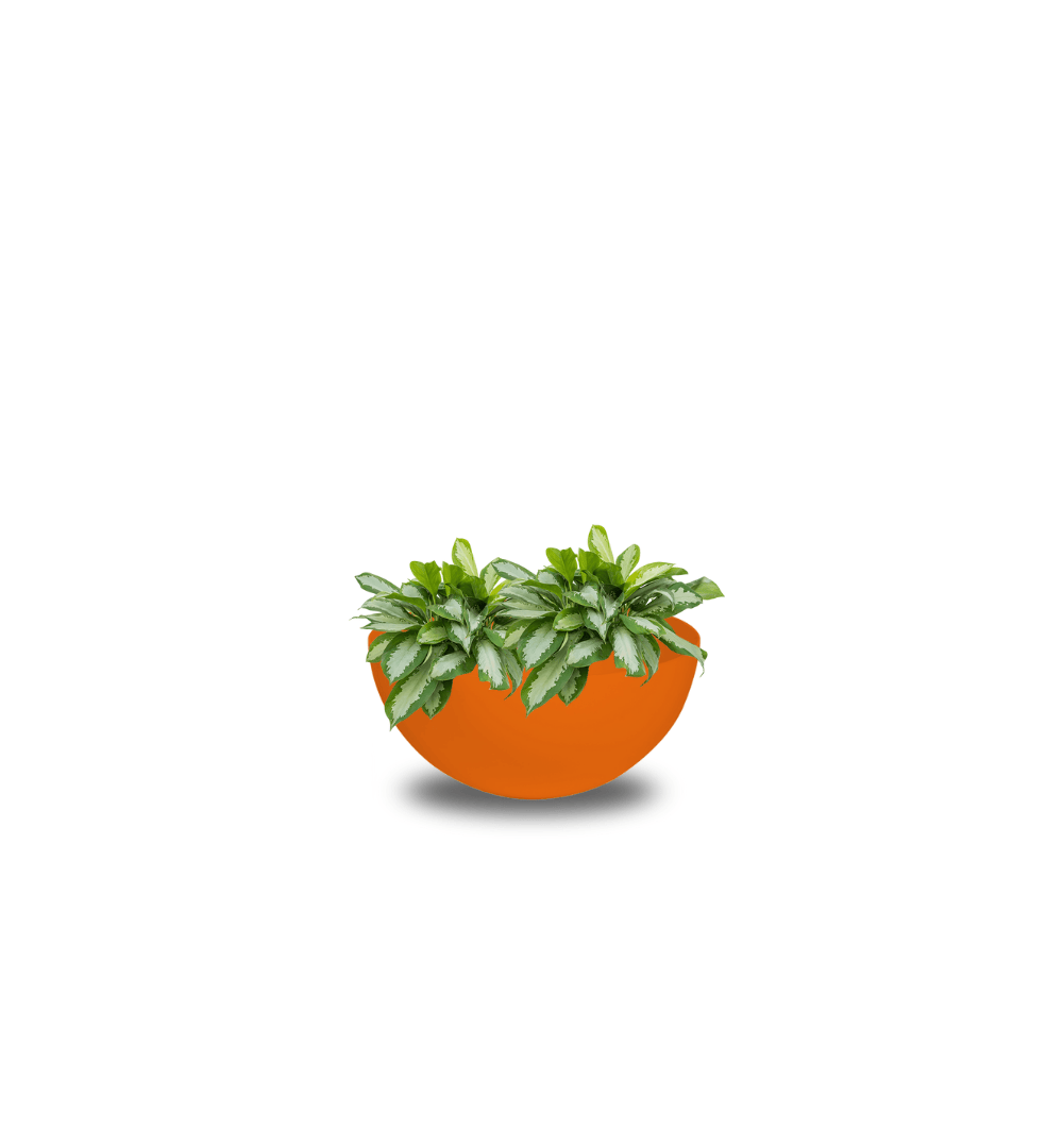 Pflanzgefäß - Custom Cascara inkl. Pflanze