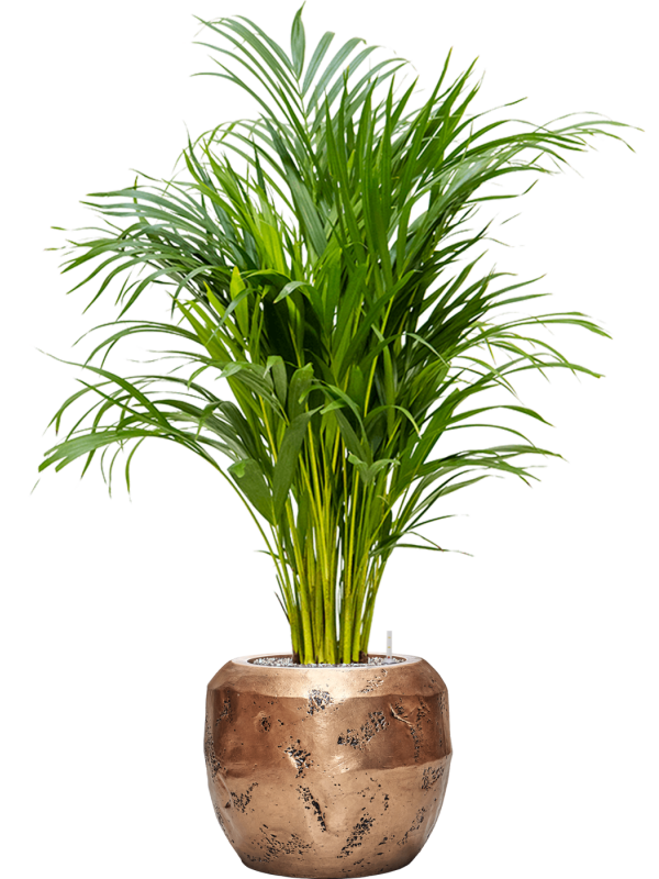 Pflanzgefäß Couple in bronze mit Kentia Palme