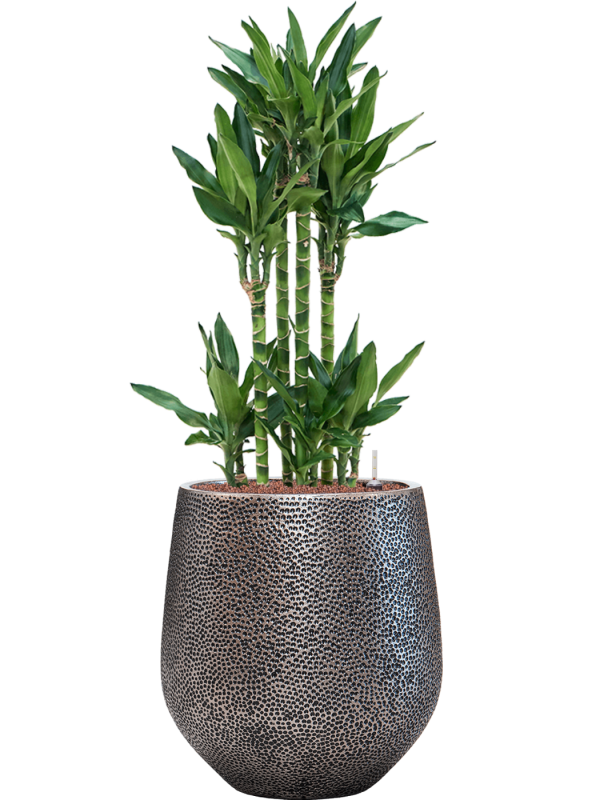 Pflanzgefäß Darcy Hit in silber mit Dracaena