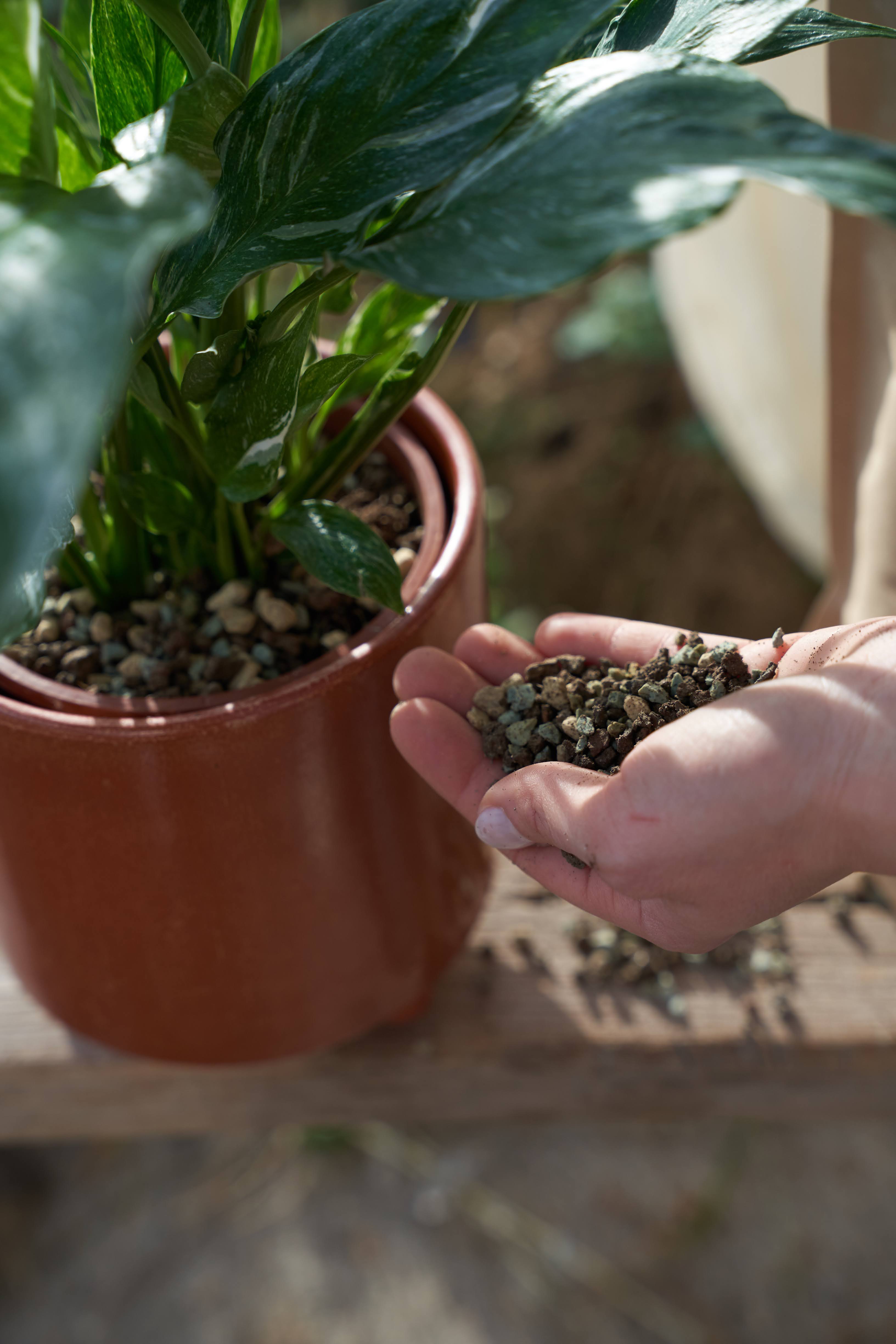 🌱 Hydrokultur vs. Topfkultur – wo liegt der Unterschied?