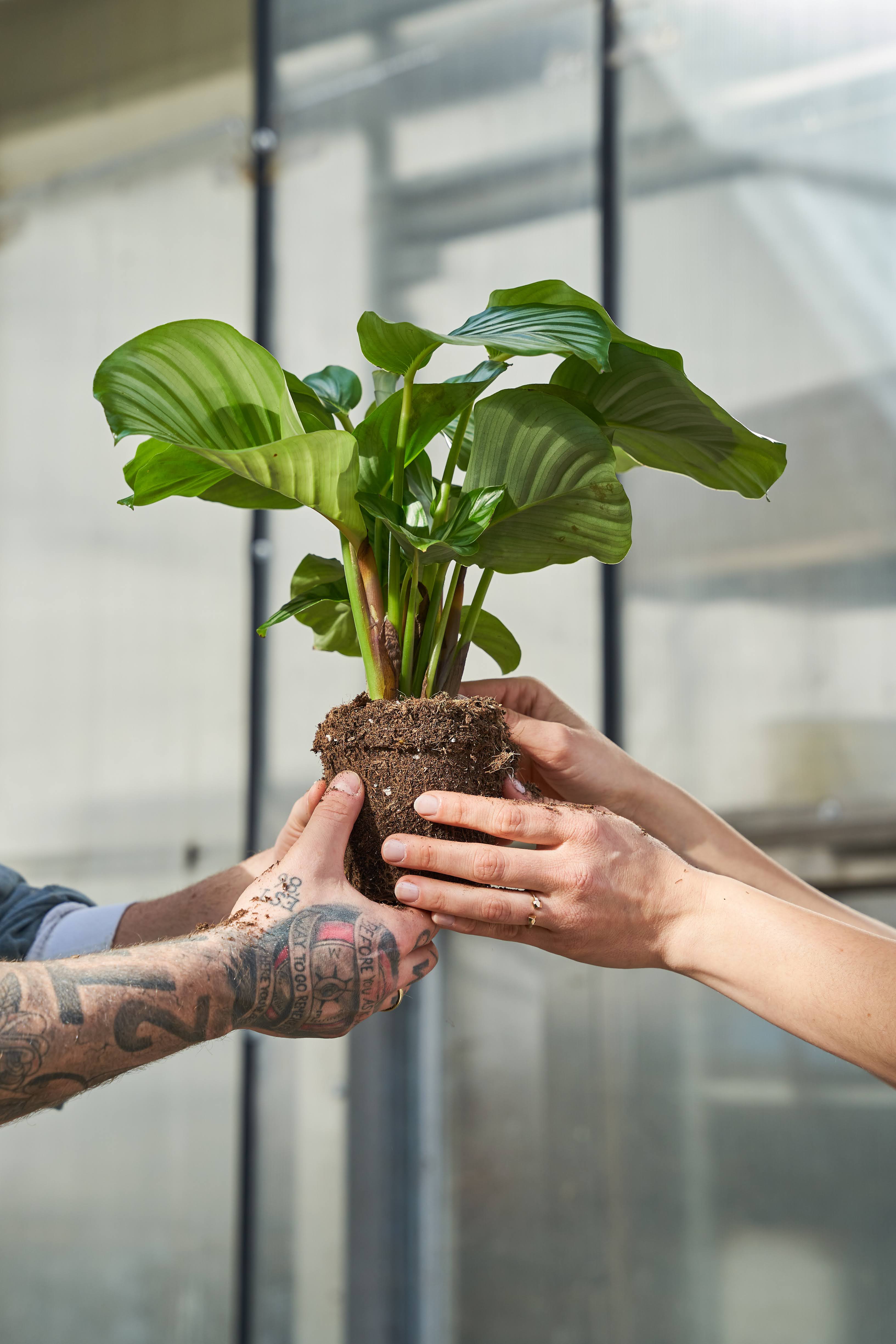 🌿 Luftreinigende Pflanzen – natürliche Hilfe für ein gesundes Raumklima