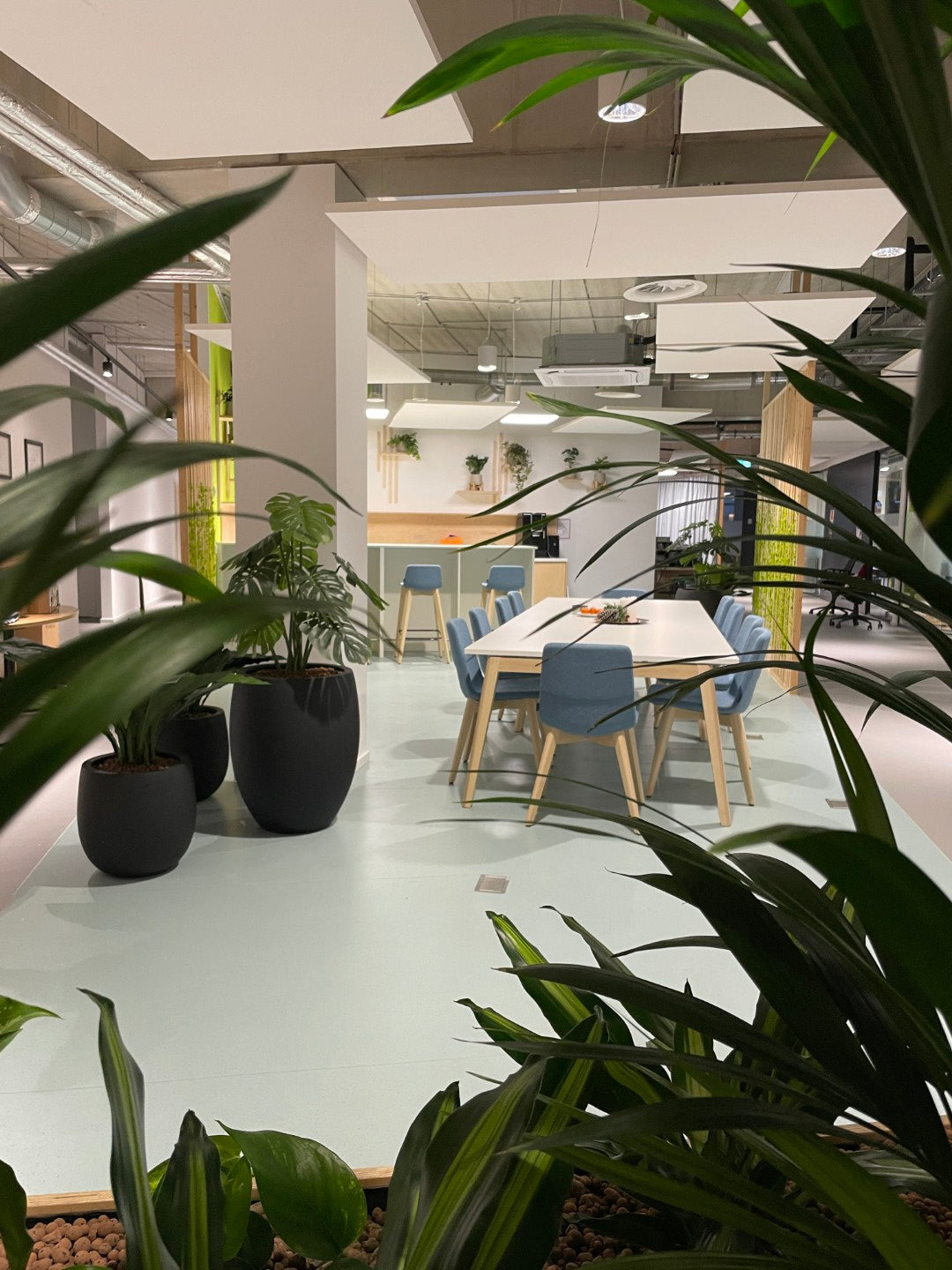 Büropflanzen, Moosbilder & Pflege: Unsere neue Projektseite