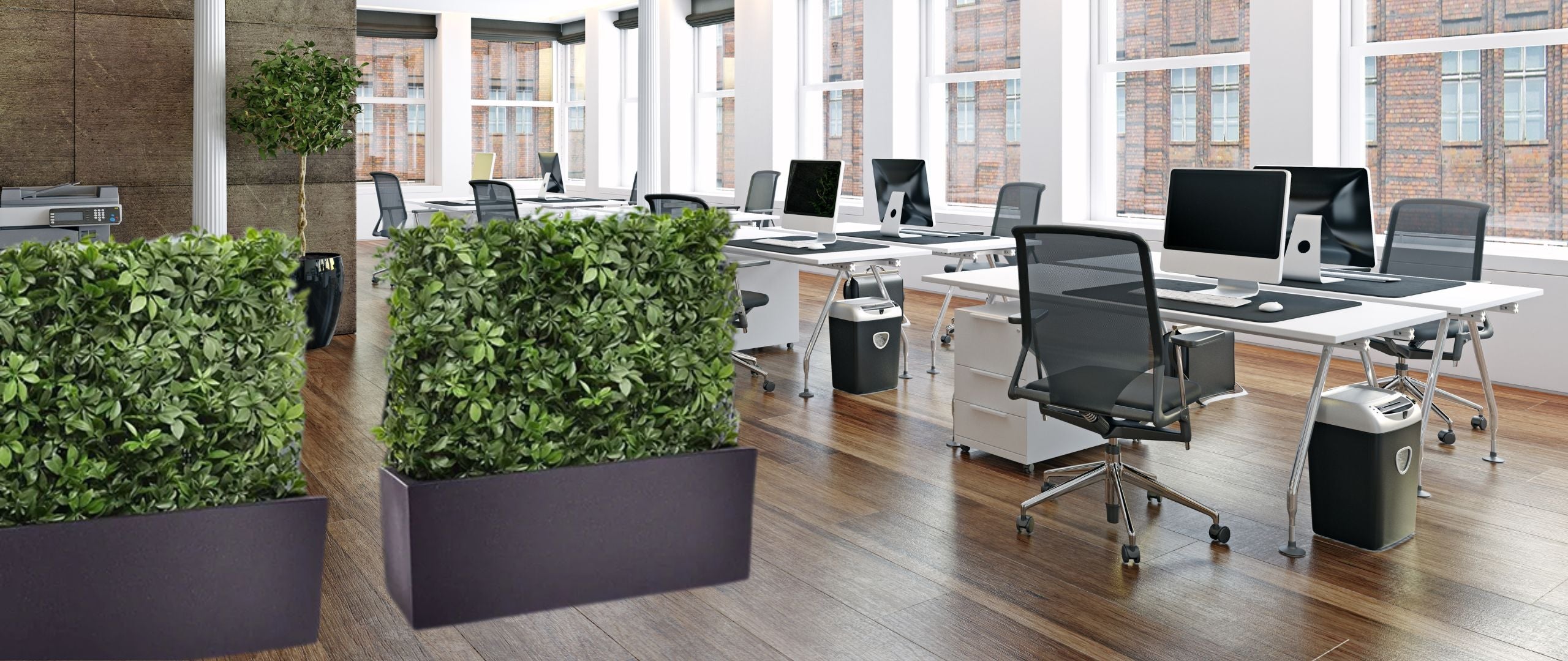 Kunsthecke Schefflera – dekorativer Sichtschutz und Raumteiler