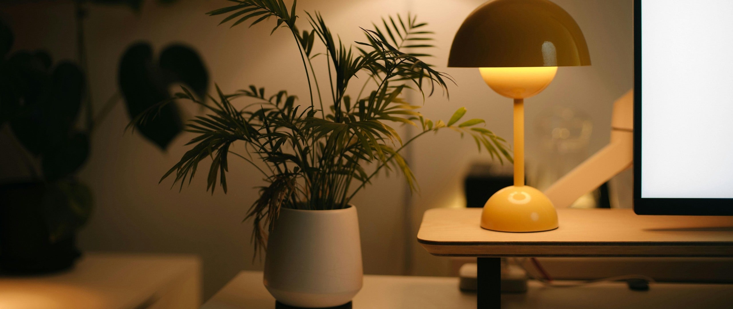 🌿 Wenig Sonnenlicht? Diese Pflanzen fühlen sich trotzdem wohl