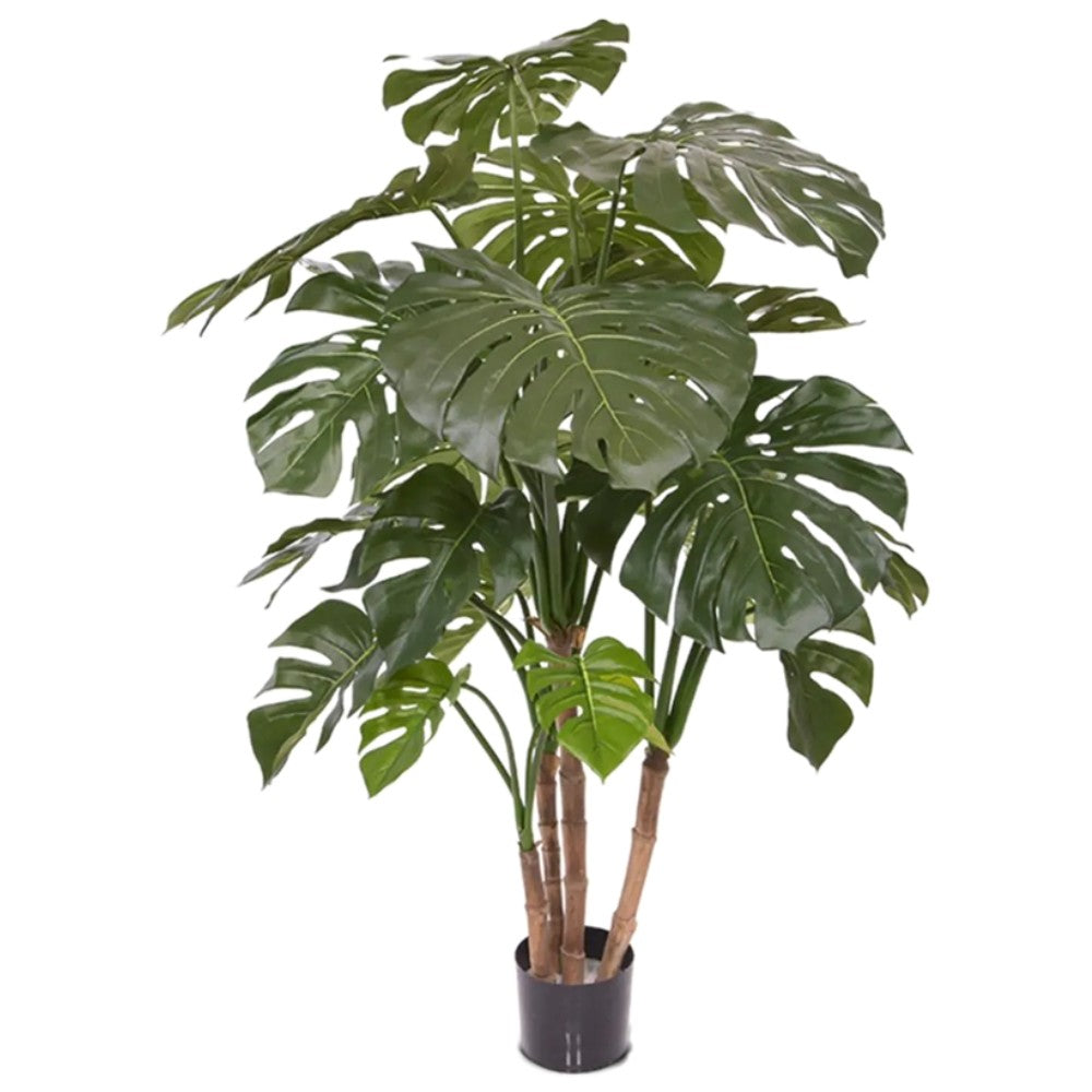 WELO Monstera Deliciosa