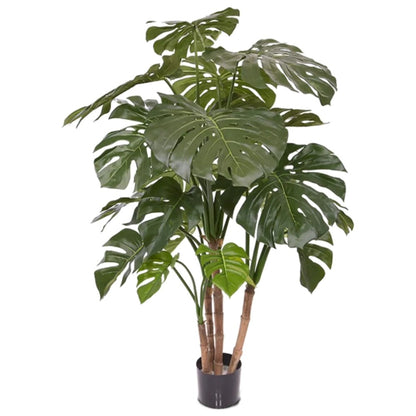 WELO Monstera Deliciosa