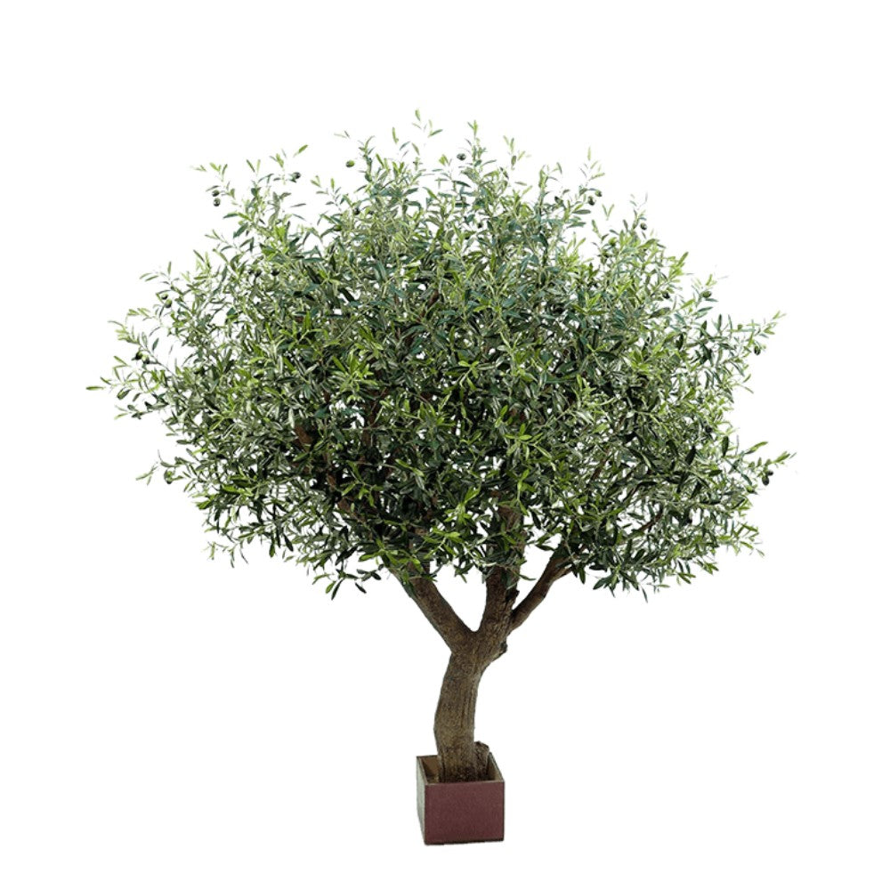 WELO Olive - Olea