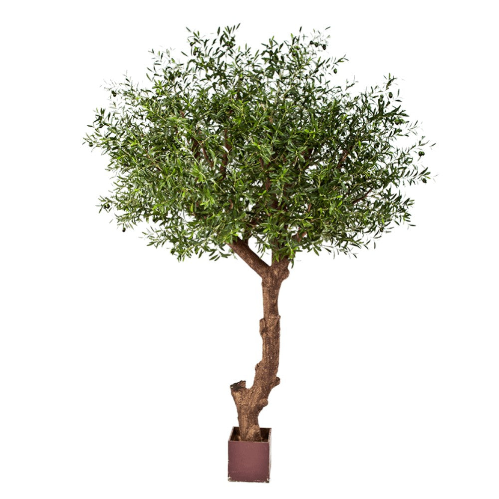 WELO Olive - Olea