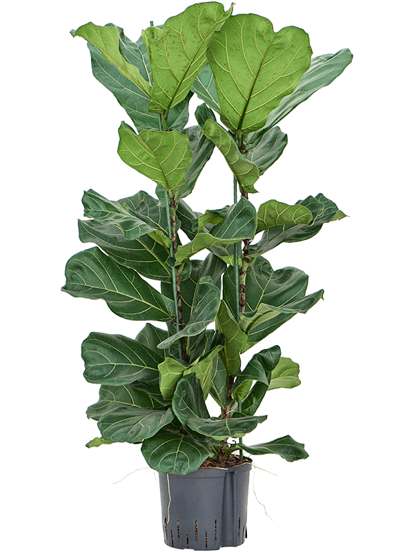 Ficus lyrata – echte Geigenfeige mit Statement-Wirkung