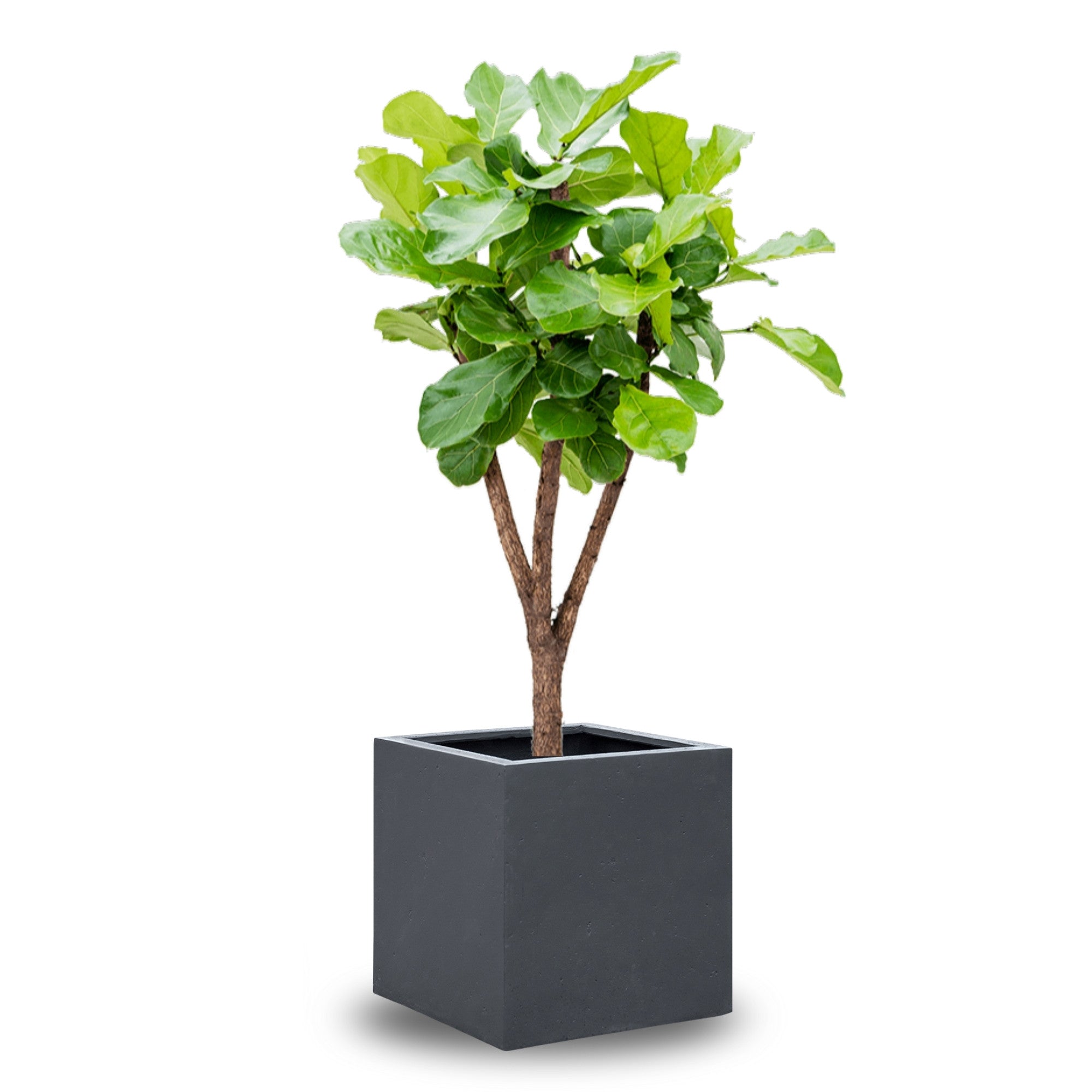 Concrete Cube