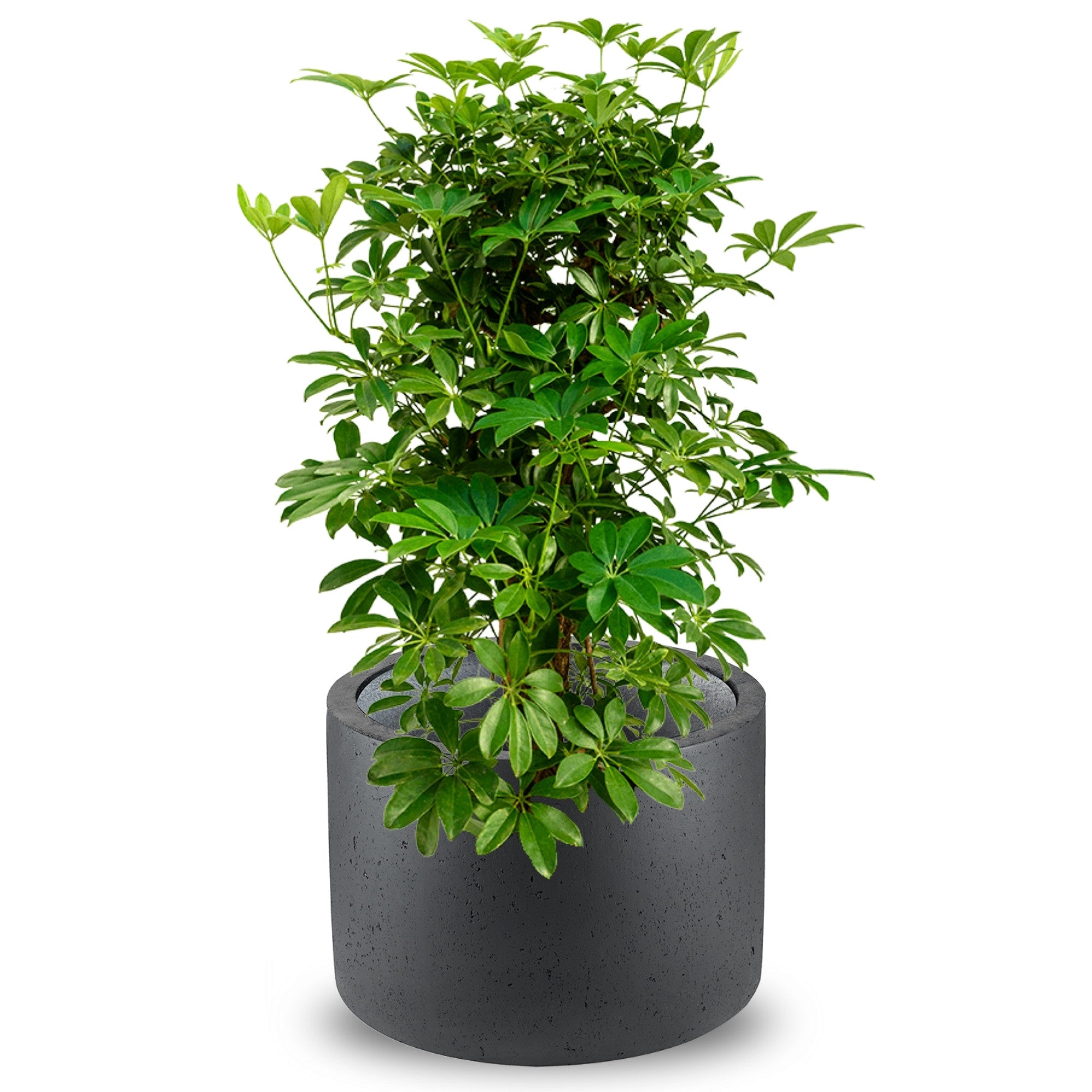 Concrete Cylinder