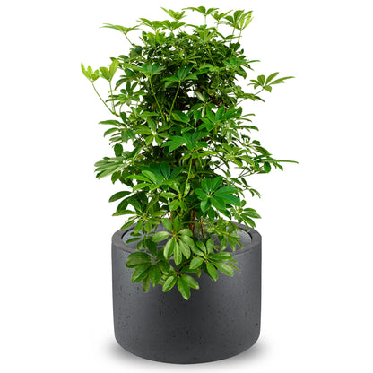 Concrete Cylinder