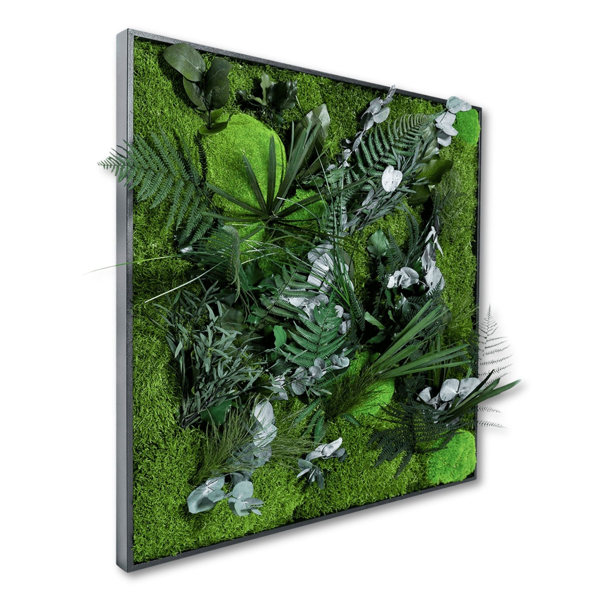 Jungle-Moos