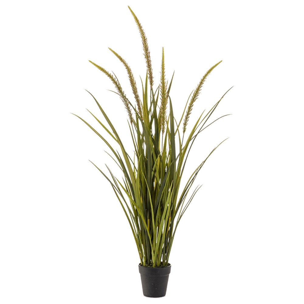 WELO Gras Foxtail