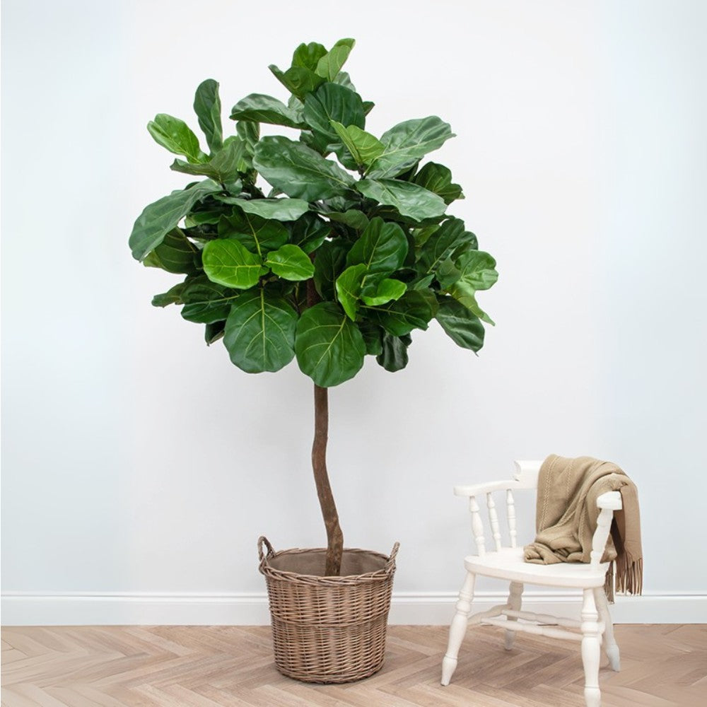 WELO Ficus Lyrata