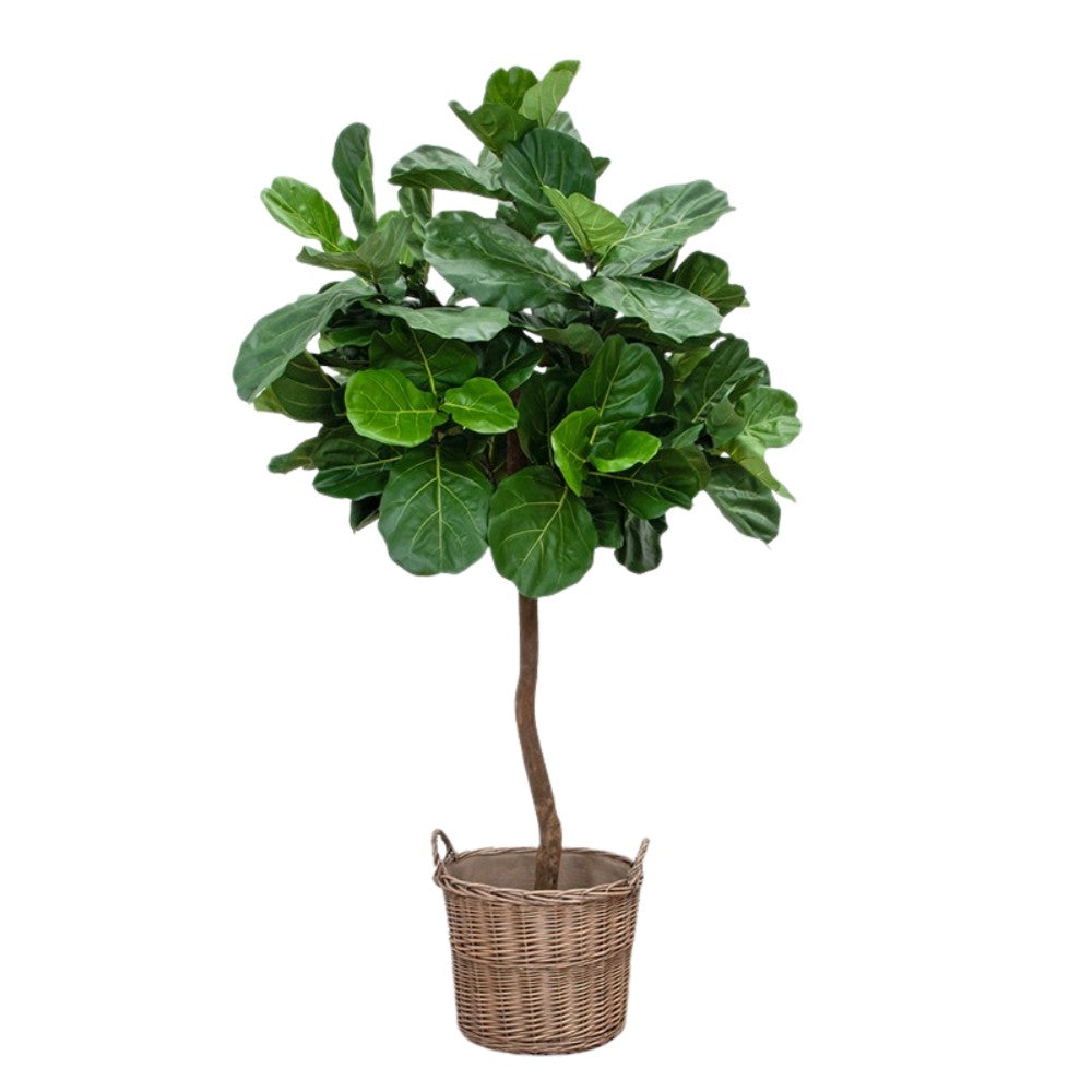 WELO Ficus Lyrata