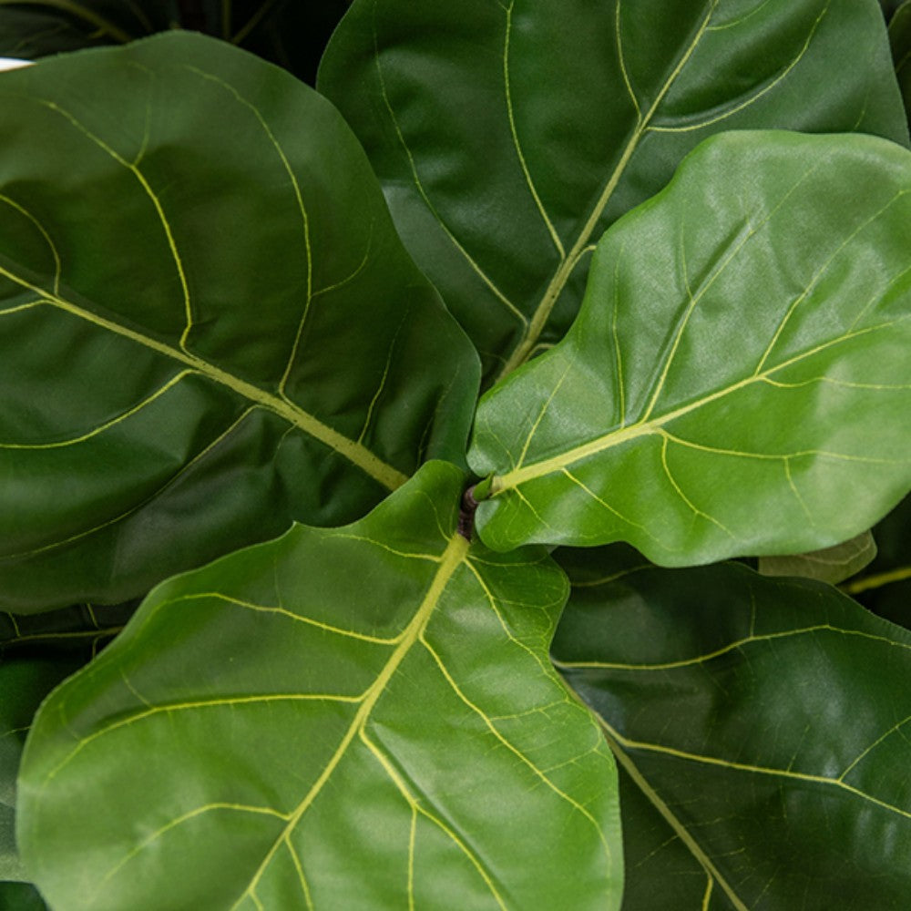 WELO Ficus Lyrata