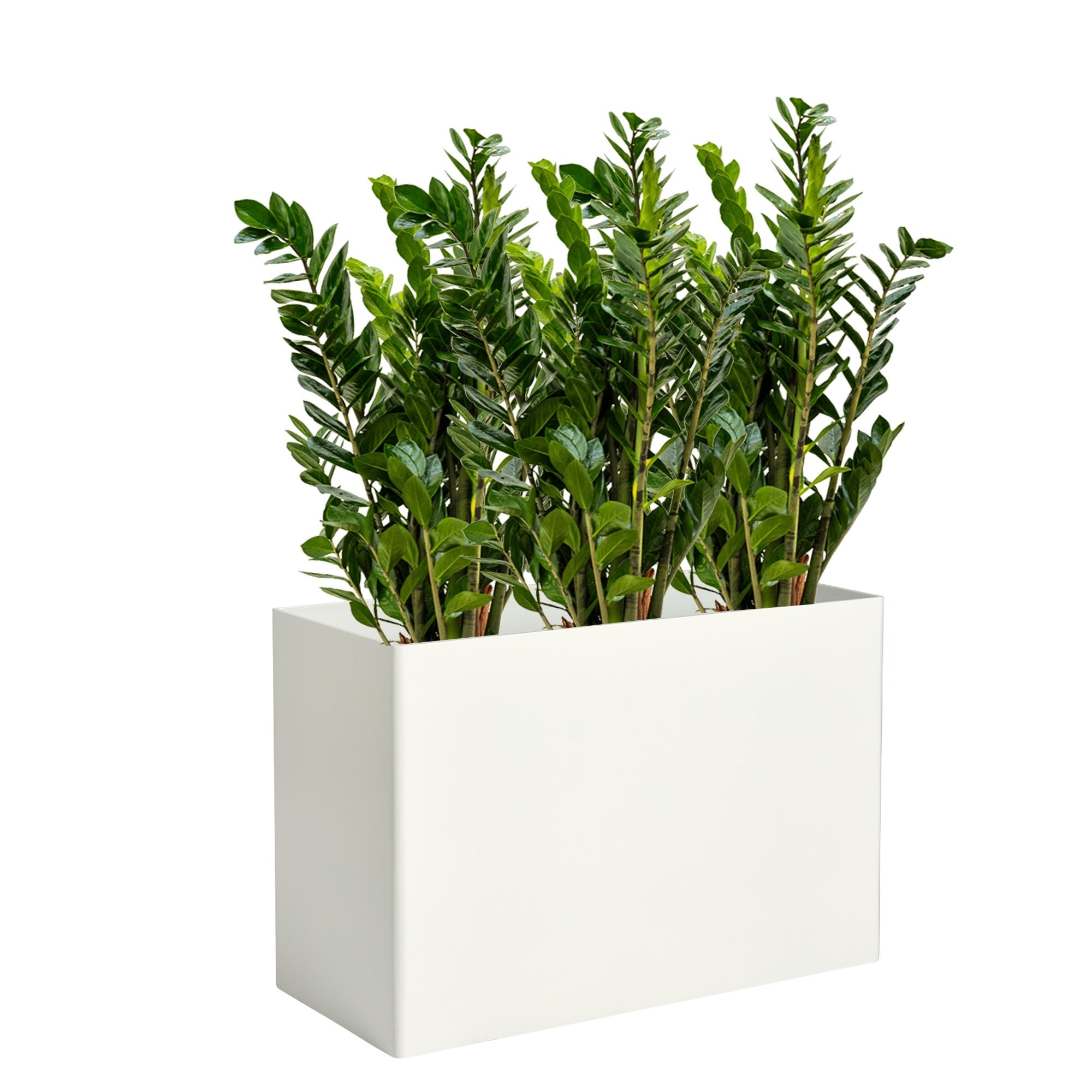 Custom Divider