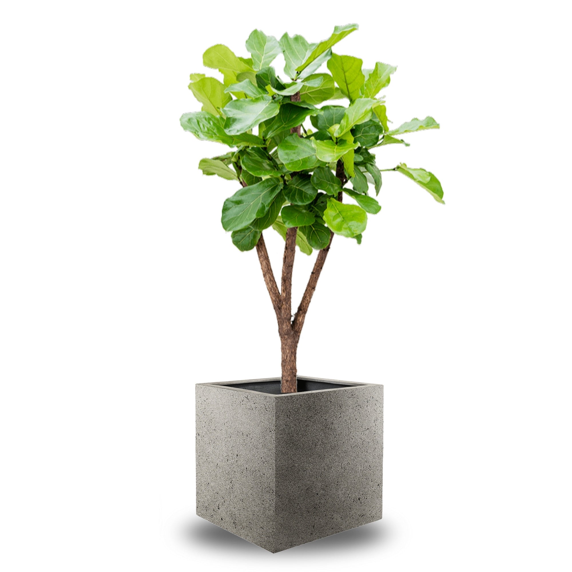 Concrete Cube