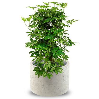 Concrete Cylinder