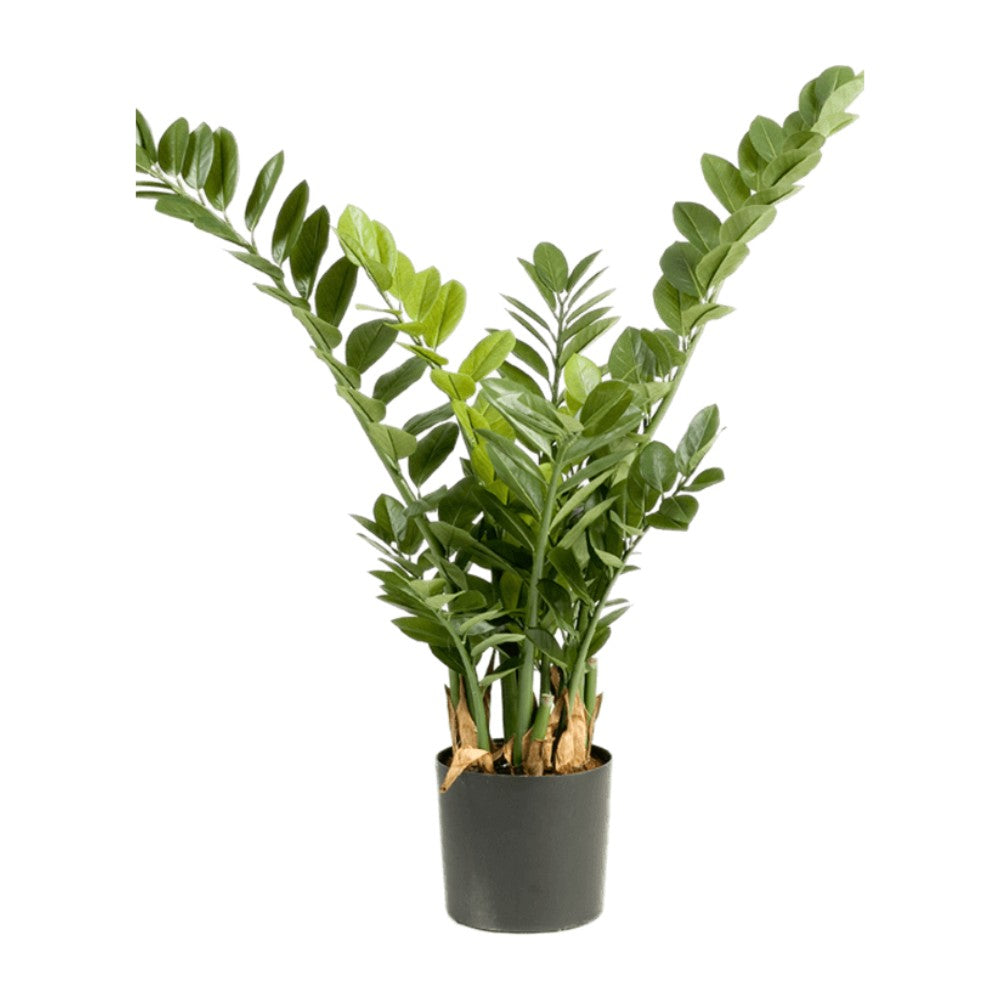 WELO Zamioculcas