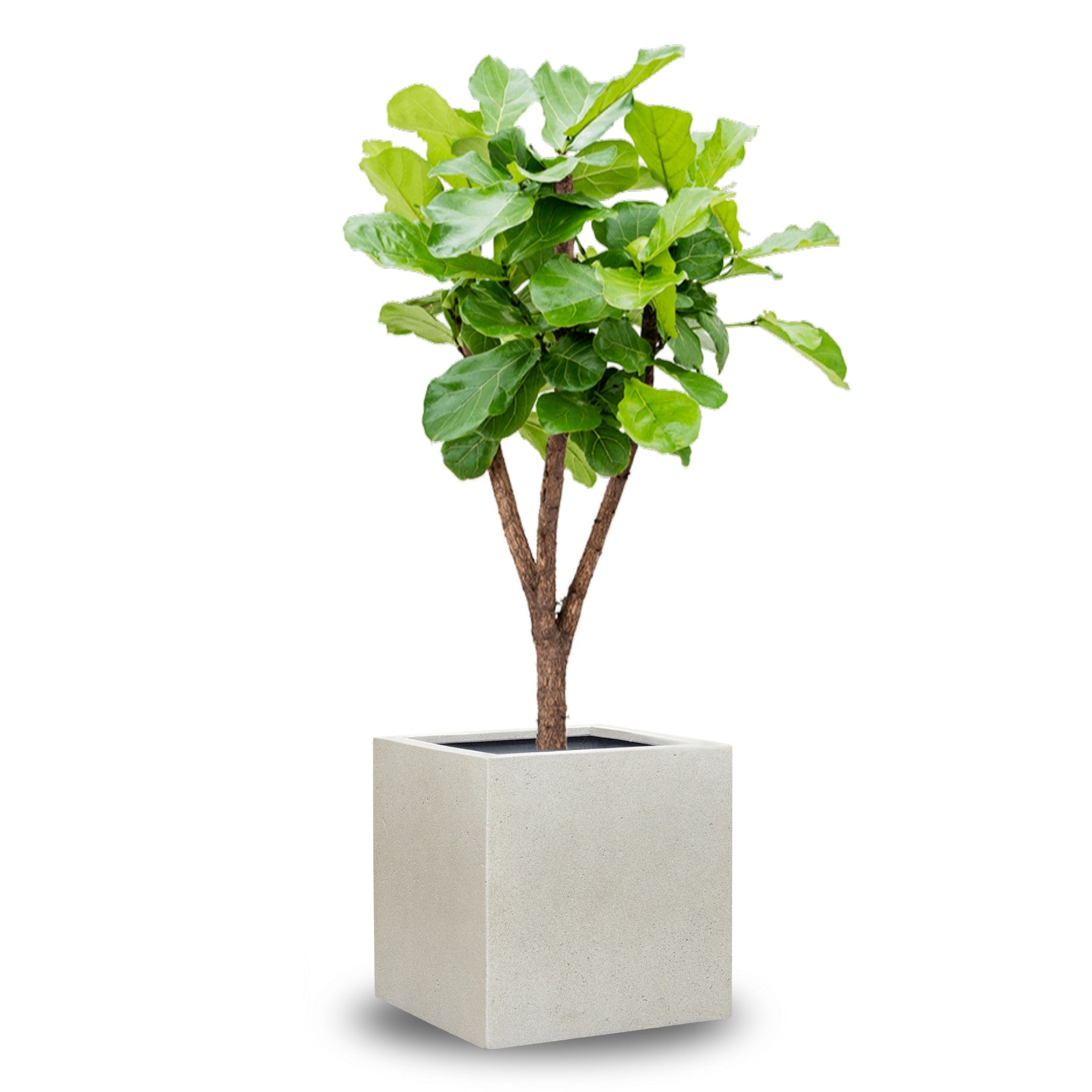 Concrete Cube