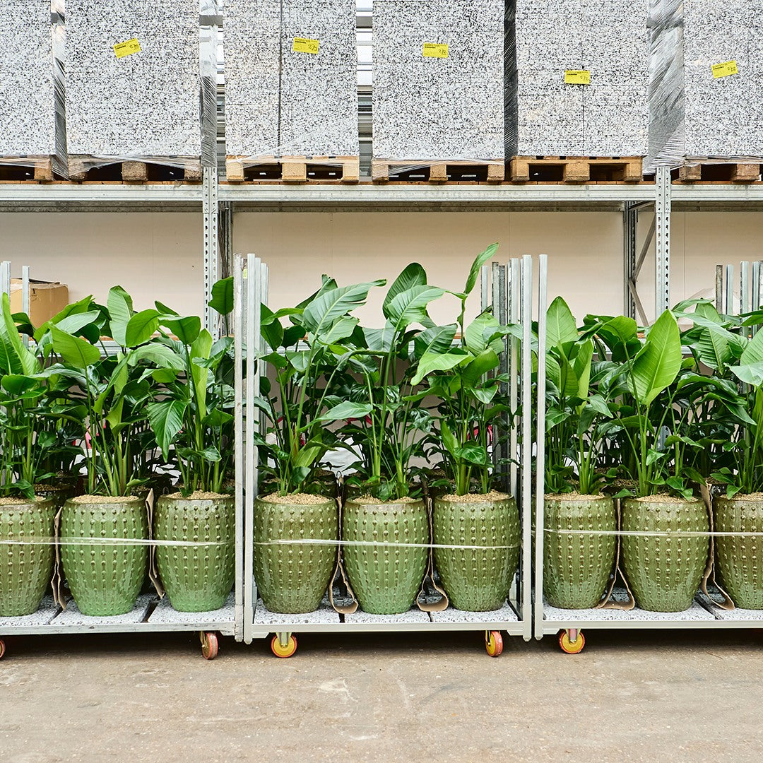 Pflanzkübel mit Büropflanze