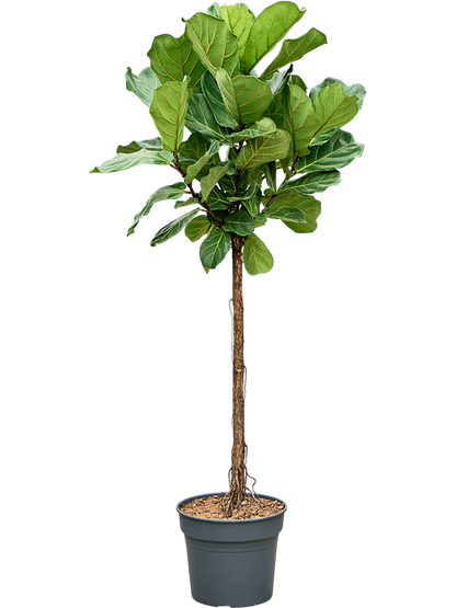 Ficus lyrata – echte Geigenfeige mit Statement-Wirkung