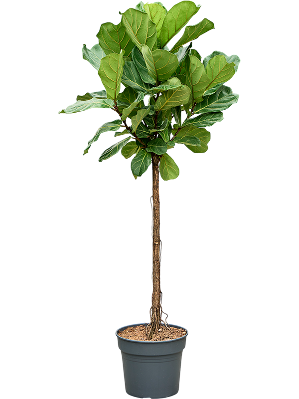 Ficus lyrata – echte Geigenfeige mit Statement-Wirkung