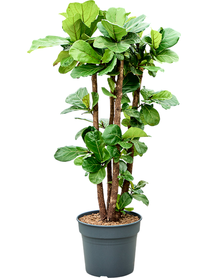 Ficus lyrata – echte Geigenfeige mit Statement-Wirkung