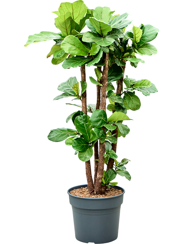 Ficus lyrata – echte Geigenfeige mit Statement-Wirkung