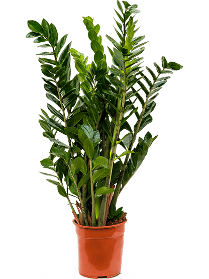 Zamioculcas zamiifolia
