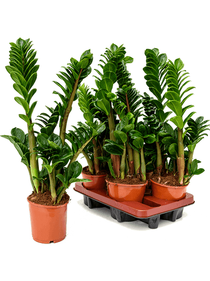 Zamioculcas zamiifolia