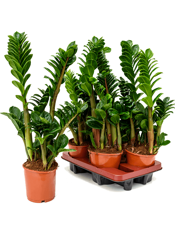 Zamioculcas zamiifolia