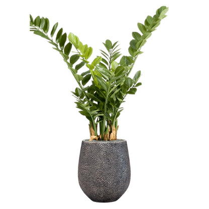WELO Zamioculcas