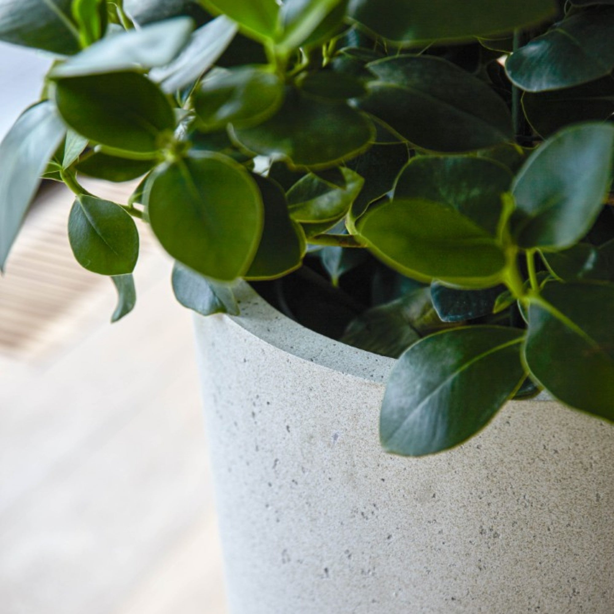 Concrete Vase