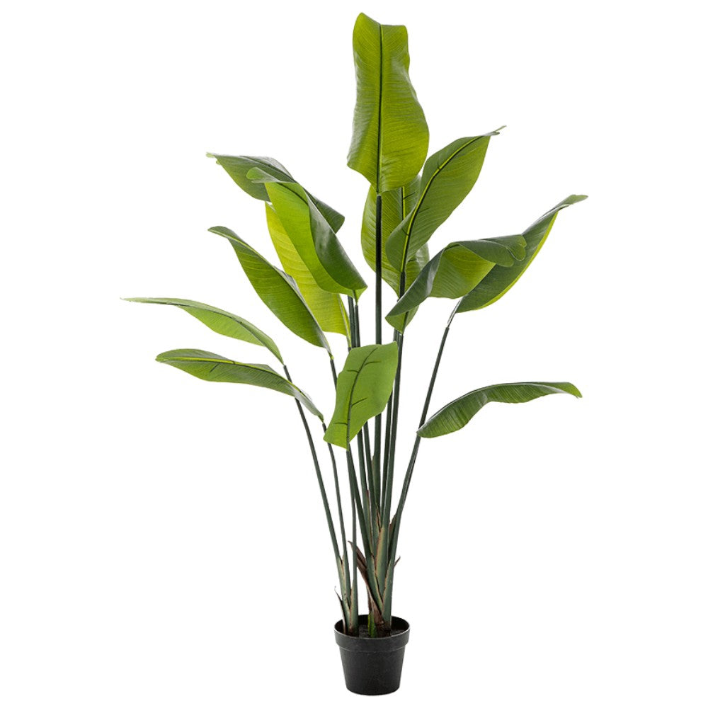 WELO Strelitzia