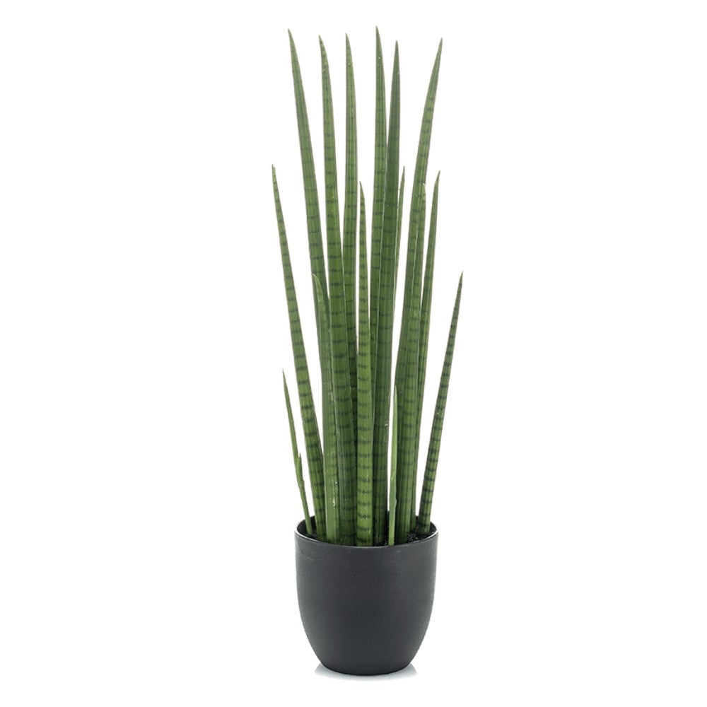 WELO Sansevieria Cylindrica