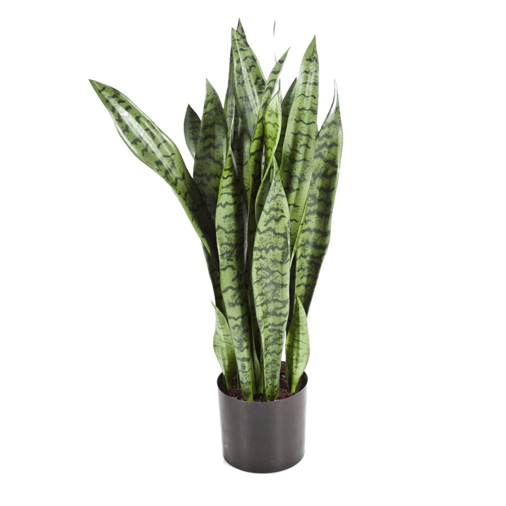 WELO Sansevieria zeylanica